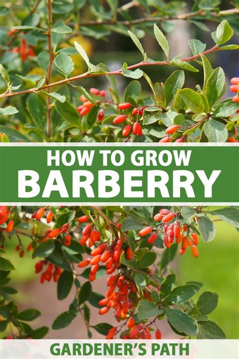 burberry bush maintenance|barberry bush care in spring.